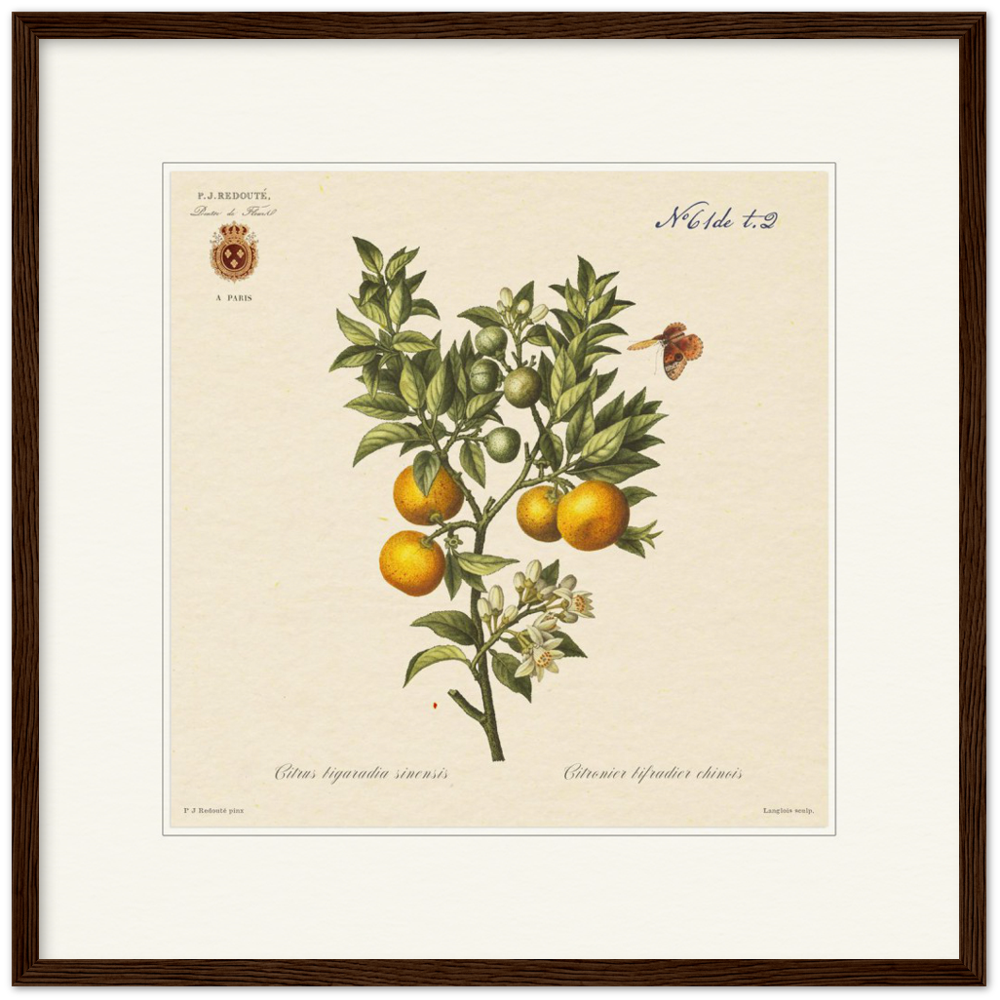 Bitter orange by Redouté, 1834 (édition classique)