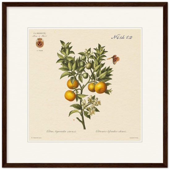 Bitter orange by Redouté, 1834 (édition classique)