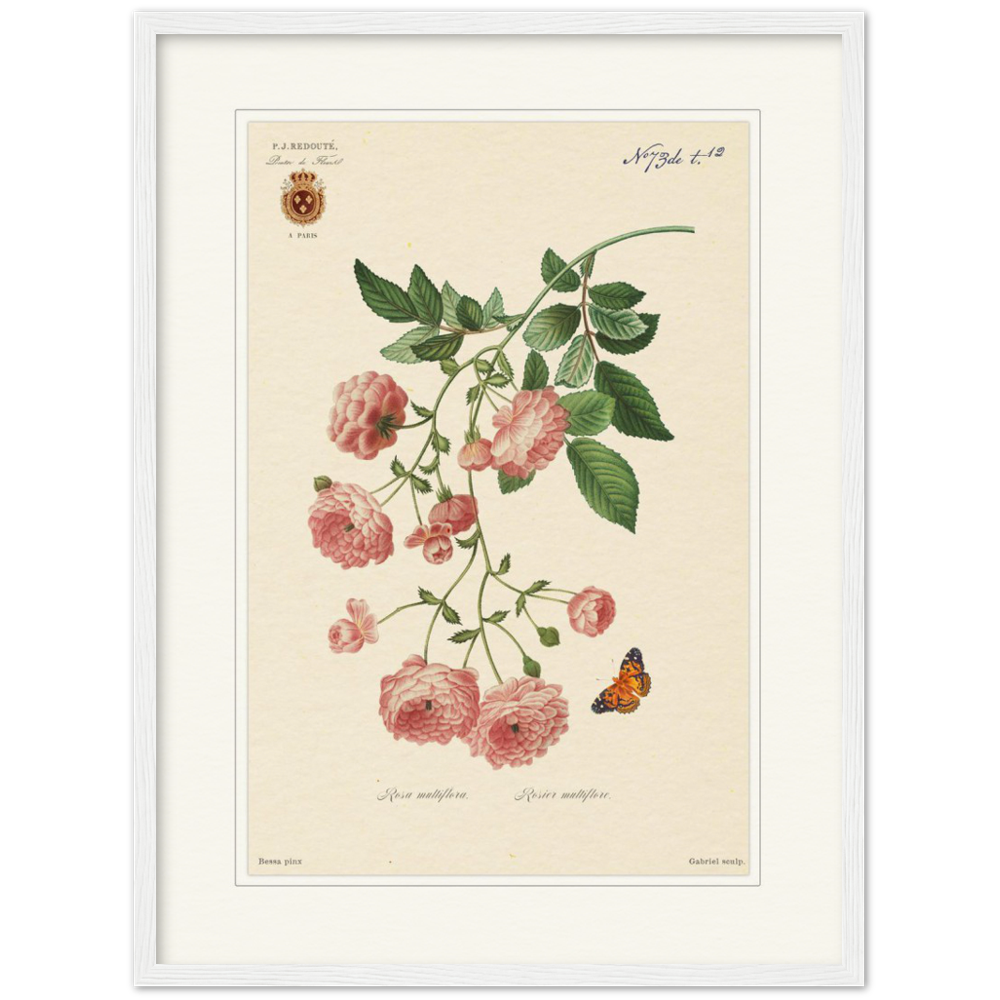 Pierre-Joseph Redouté, floral, flowers, art, wall art, flower prints, botanical, illustration, plants, roses