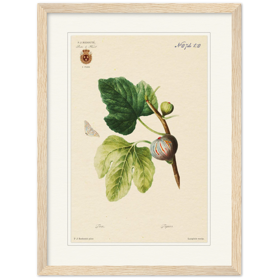 Figs by Redouté, 1834 (édition classique)