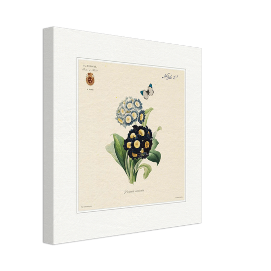 Pierre-Joseph Redouté, floral, flowers, art, wall art, flower prints, botanical, illustration, plants, roses