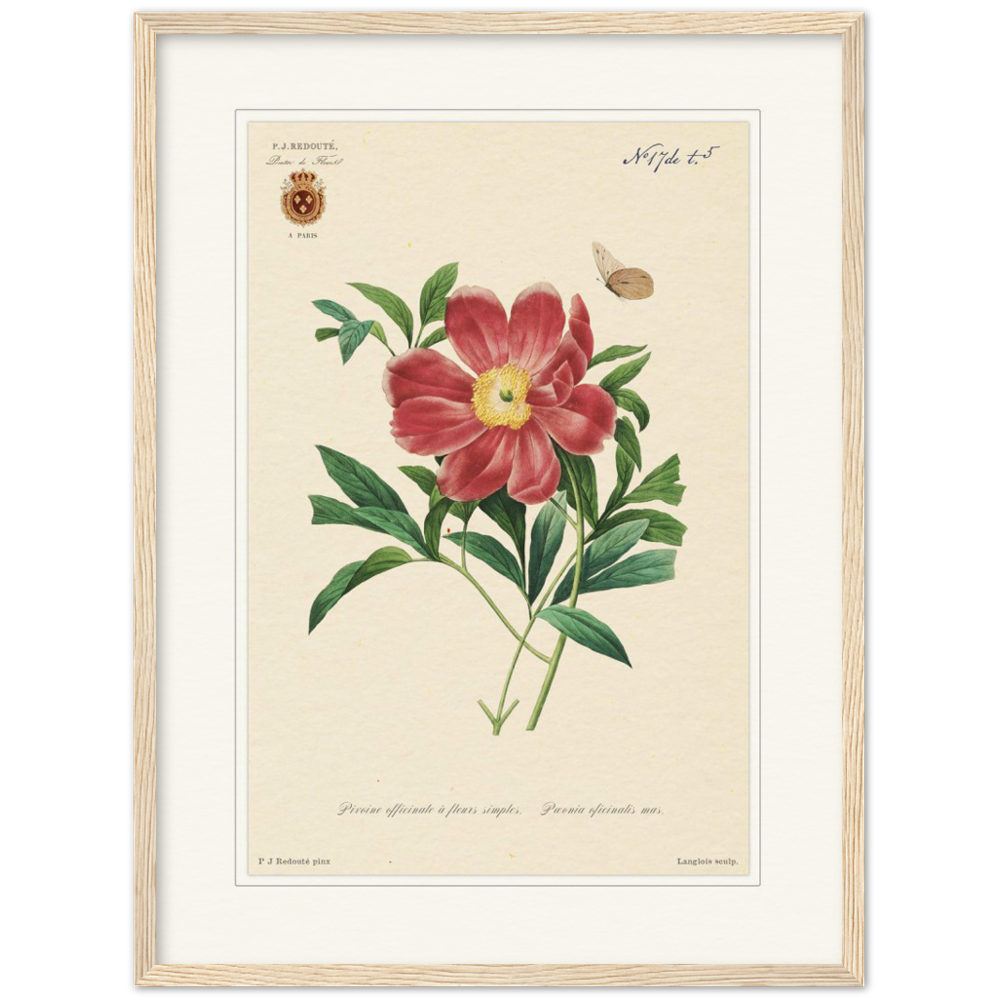 Peony by Redouté, 1827 (édition classique)