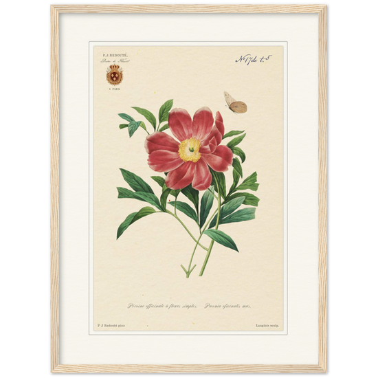 Peony by Redouté, 1827 (édition classique)