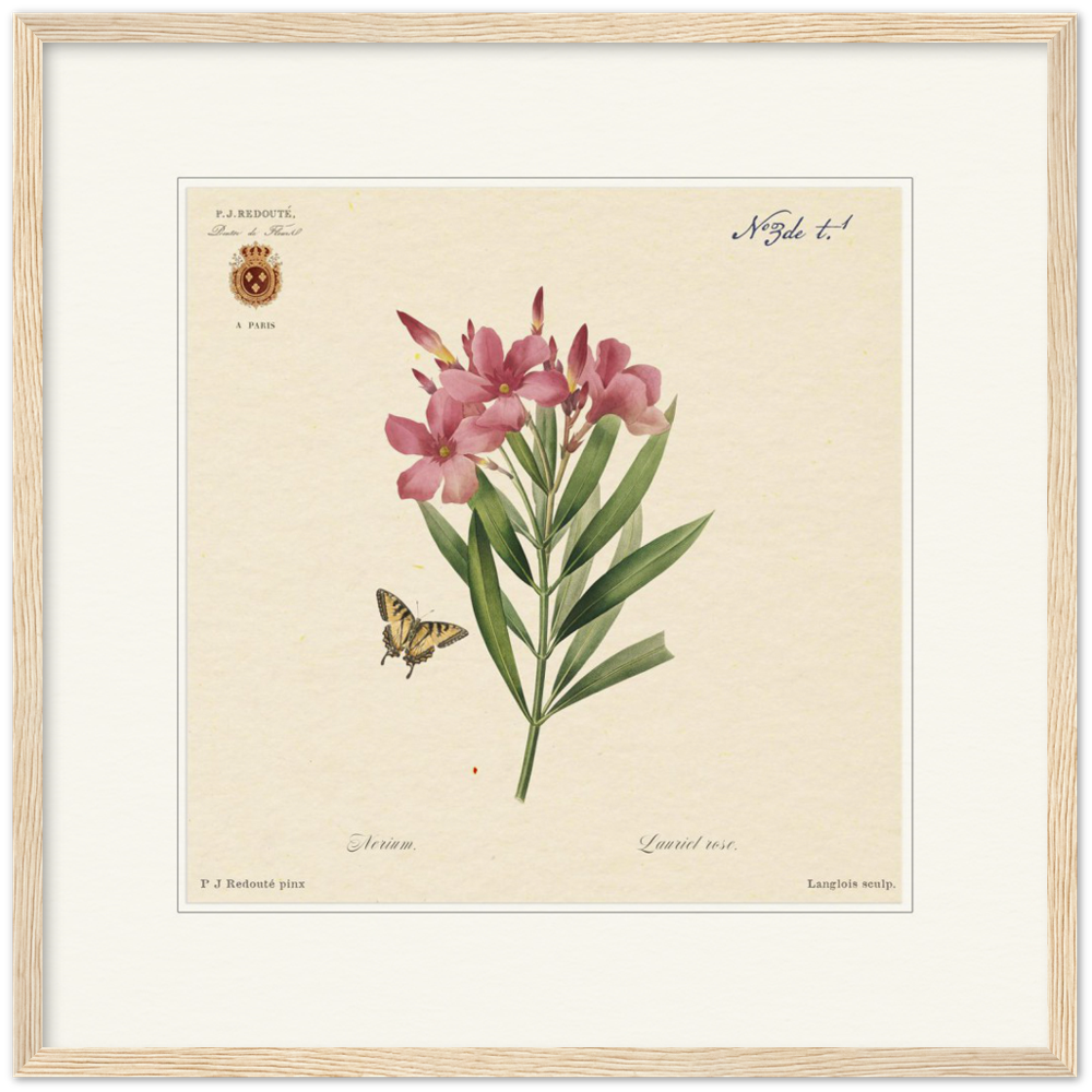 Oleander flowers by Redouté, édition classique