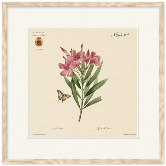 Oleander flowers by Redouté, édition classique