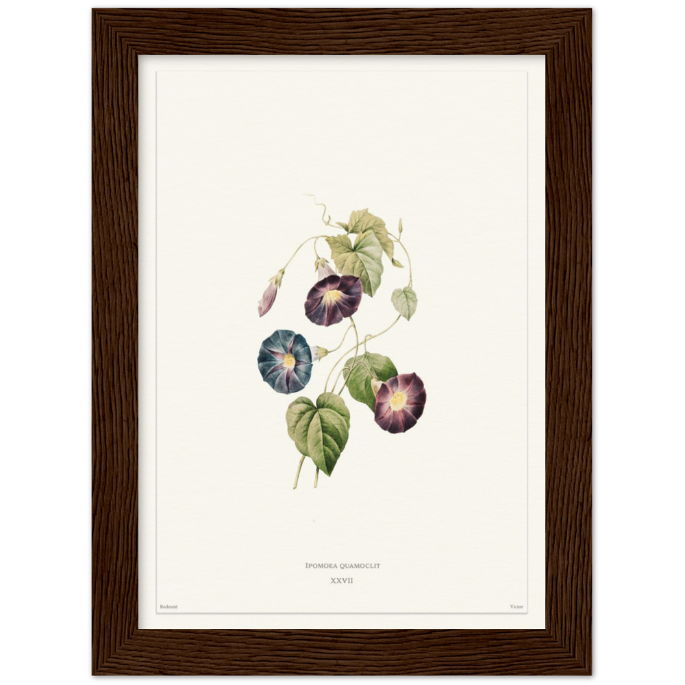 Pierre-Joseph Redouté, floral, flowers, art, wall art, flower prints, botanical, illustration, plants, roses