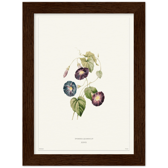 Pierre-Joseph Redouté, floral, flowers, art, wall art, flower prints, botanical, illustration, plants, roses