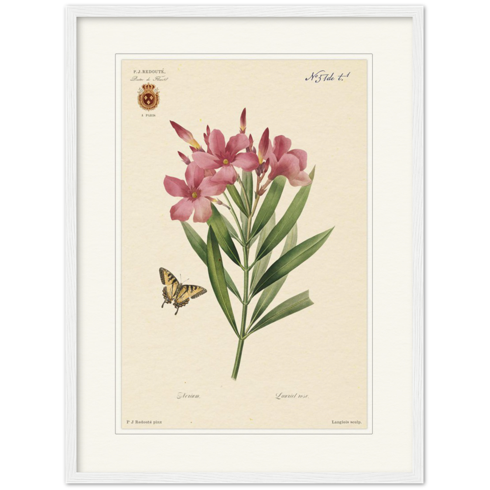 Pierre-Joseph Redouté, floral, flowers, art, wall art, flower prints, botanical, illustration, plants, roses