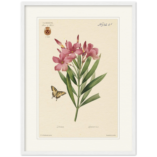 Pierre-Joseph Redouté, floral, flowers, art, wall art, flower prints, botanical, illustration, plants, roses