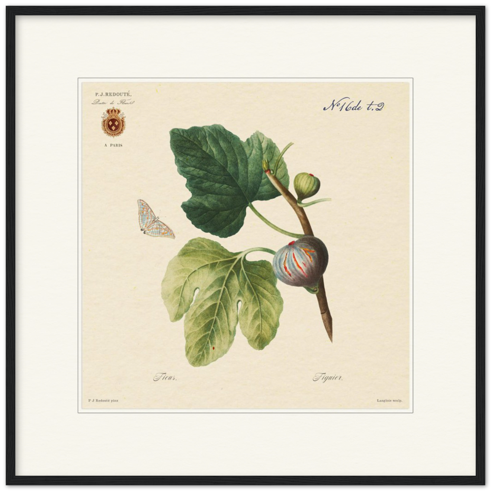 Figs by Redouté, 1834 (édition classique)