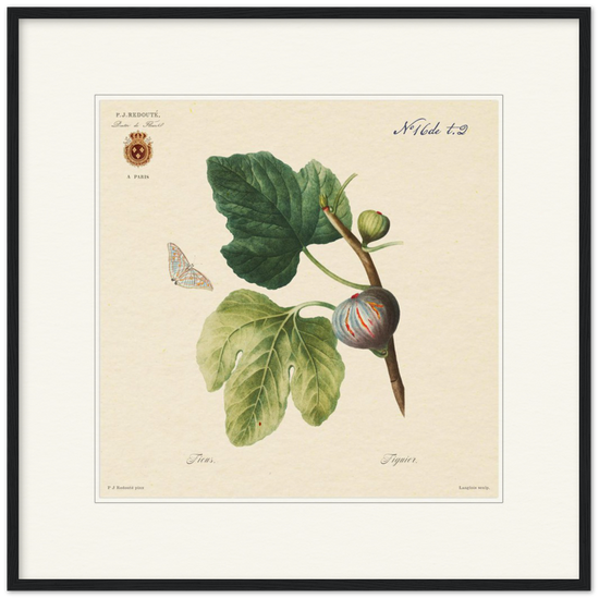 Figs by Redouté, 1834 (édition classique)