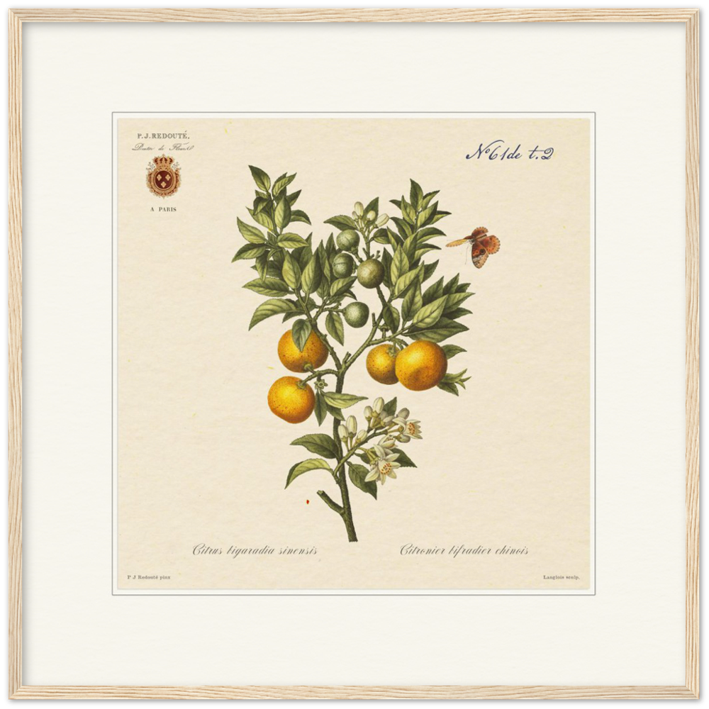 Bitter orange by Redouté, 1834 (édition classique)
