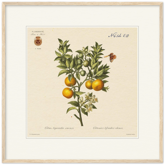 Bitter orange by Redouté, 1834 (édition classique)
