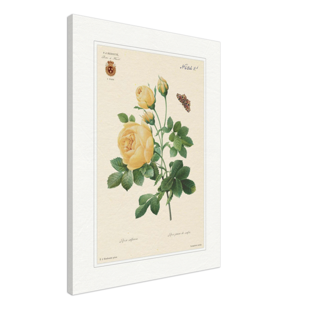 Yellow rose by Langlois and Redouté (édition classique)