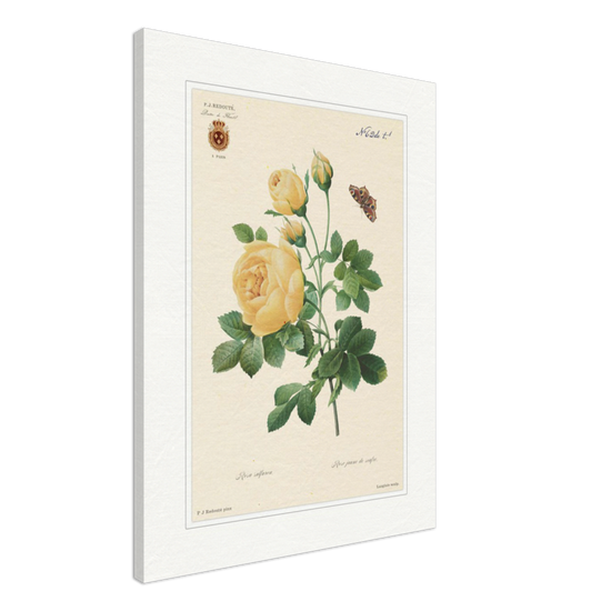 Yellow rose by Langlois and Redouté (édition classique)