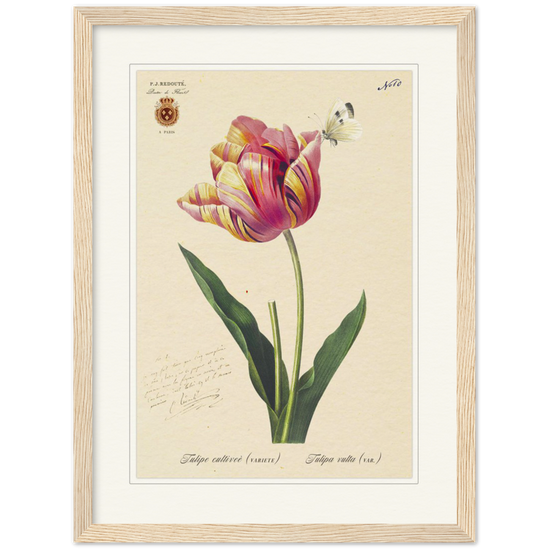 Triumph Tulip Pic