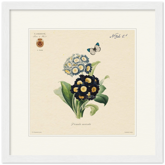 Pierre-Joseph Redouté, floral, flowers, art, wall art, flower prints, botanical, illustration, plants, roses