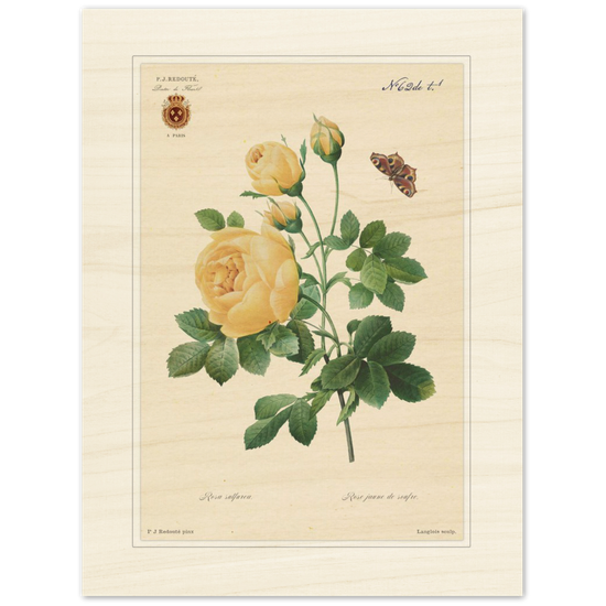 Yellow rose by Langlois and Redouté (édition classique)