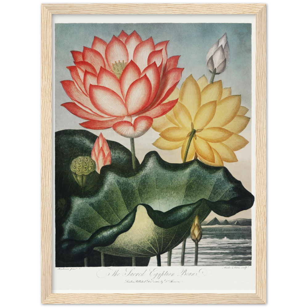 The Sacred Egyptian Bean by R.J. Thornton, 1807