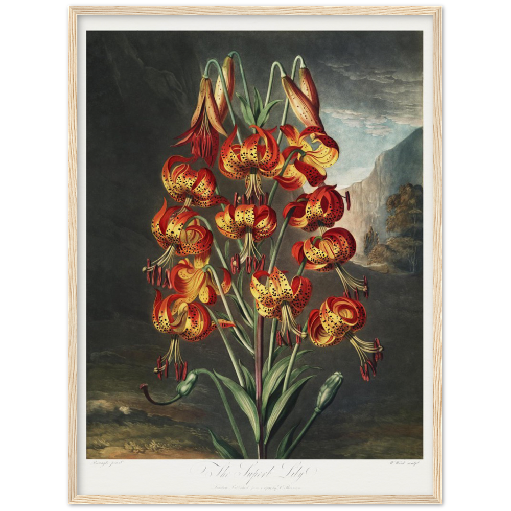 The Superb Lily by R.J. Thornton, 1807