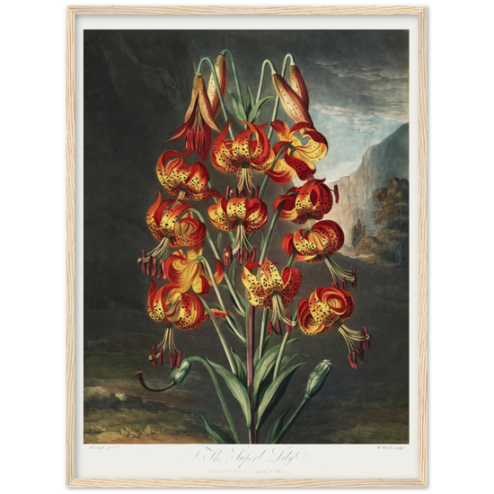 The Superb Lily by R.J. Thornton, 1807