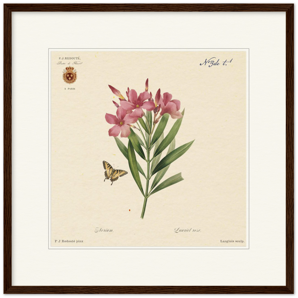Oleander flowers by Redouté, édition classique