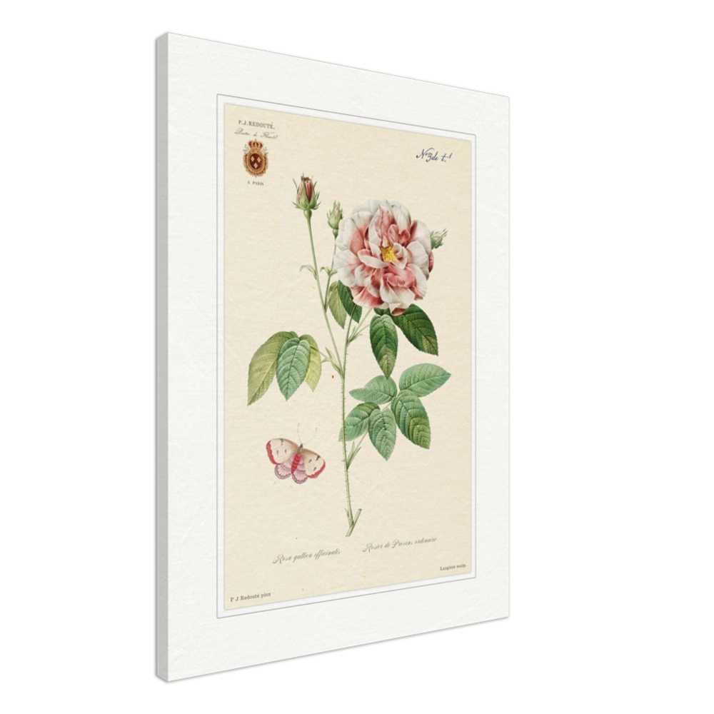 French Provencal Rose by Redouté, édition classique