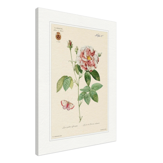 French Provencal Rose by Redouté, édition classique