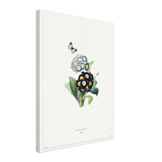 Pierre-Joseph Redouté, floral, flowers, art, wall art, flower prints, botanical, illustration, plants, roses