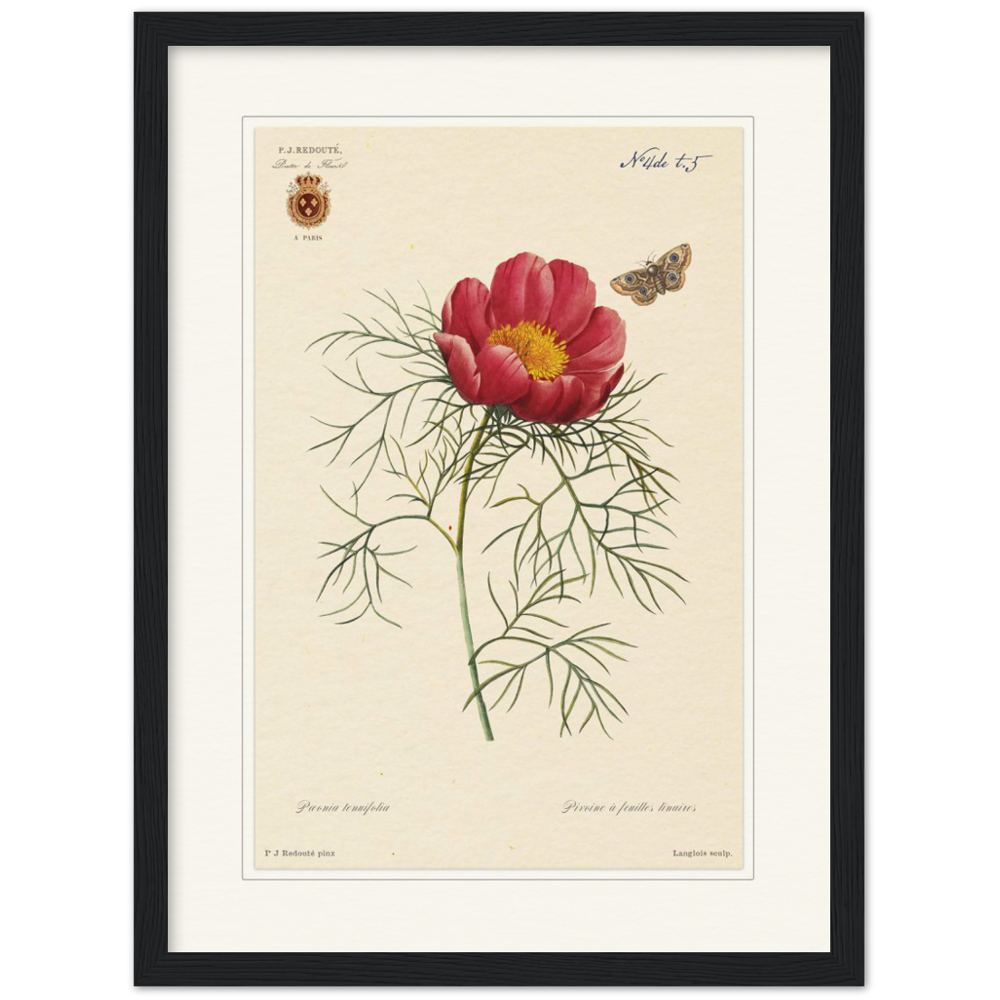 Pierre-Joseph Redouté, floral, flowers, art, wall art, flower prints, botanical, illustration, plants, roses