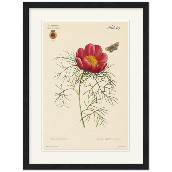 Pierre-Joseph Redouté, floral, flowers, art, wall art, flower prints, botanical, illustration, plants, roses