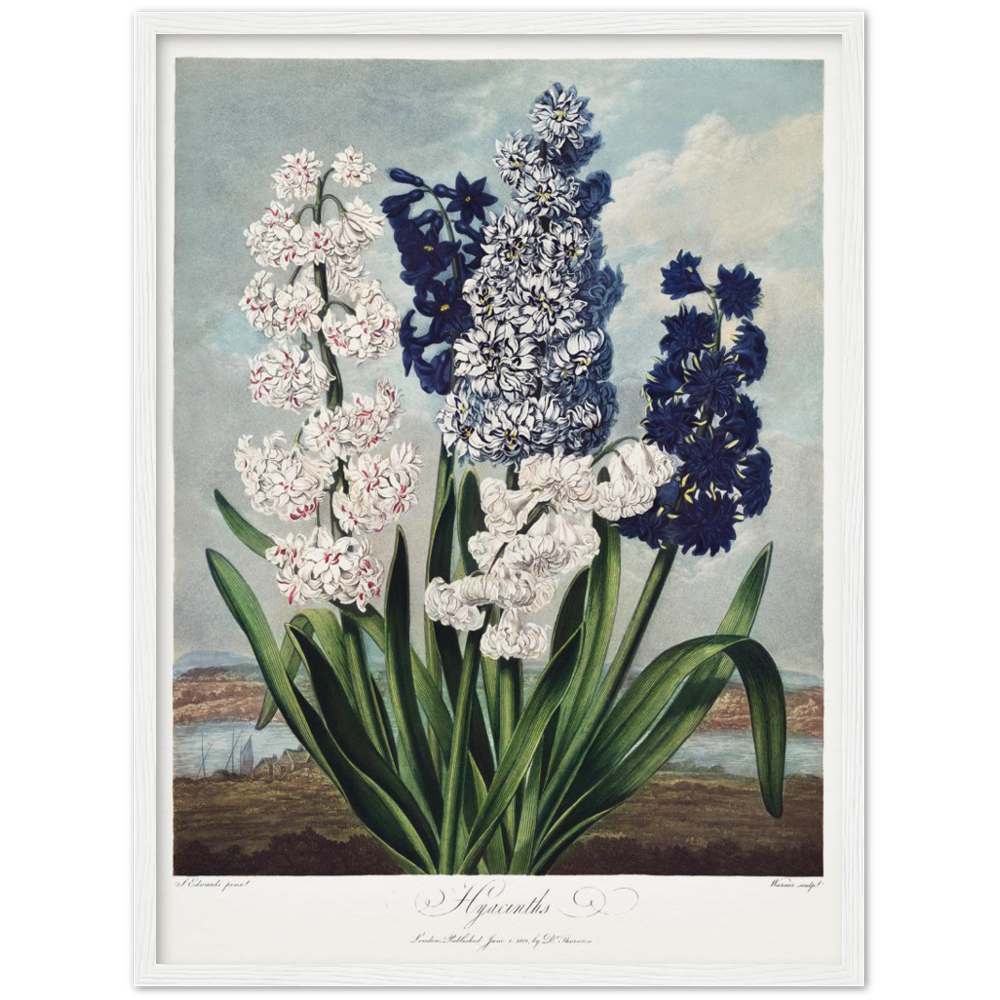 Pierre-Joseph Redouté, floral, flowers, art, wall art, flower prints, botanical, illustration, plants, roses