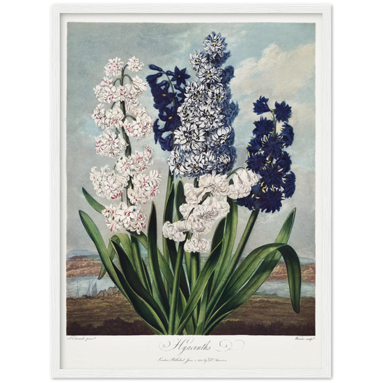 Pierre-Joseph Redouté, floral, flowers, art, wall art, flower prints, botanical, illustration, plants, roses