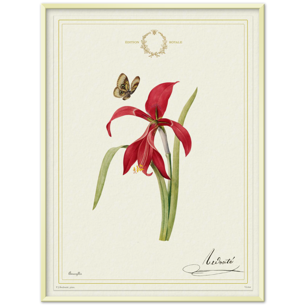 Pierre-Joseph Redouté, floral, flowers, art, wall art, flower prints, botanical, illustration, plants, roses