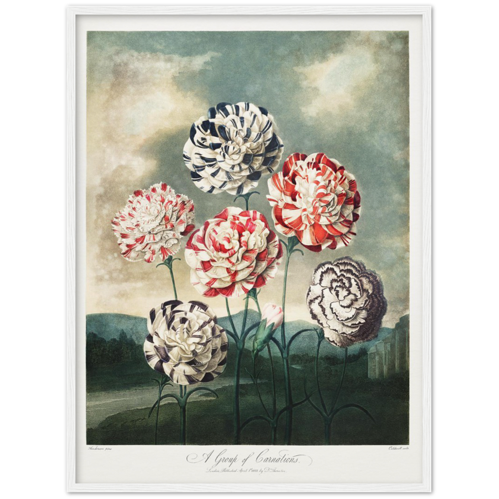 Pierre-Joseph Redouté, floral, flowers, art, wall art, flower prints, botanical, illustration, plants, roses