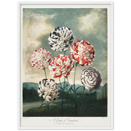 Pierre-Joseph Redouté, floral, flowers, art, wall art, flower prints, botanical, illustration, plants, roses