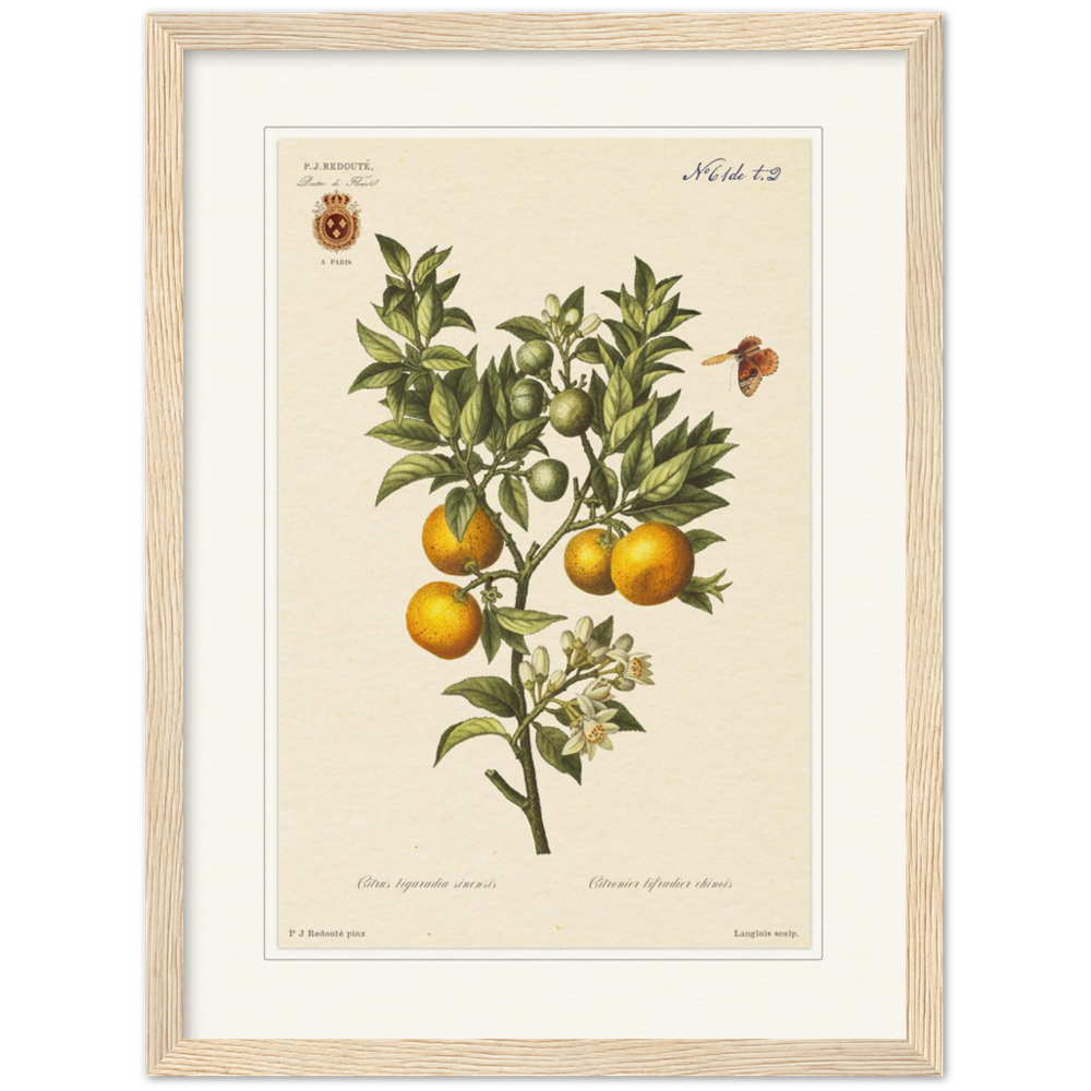 Bitter oranges by Redouté, 1834 (édition classique)