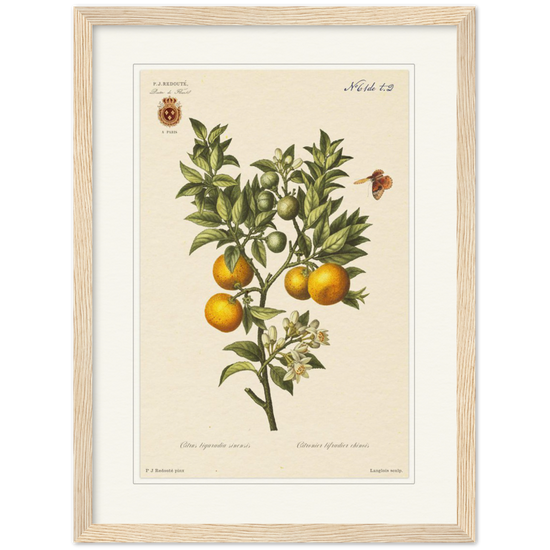 Bitter oranges by Redouté, 1834 (édition classique)