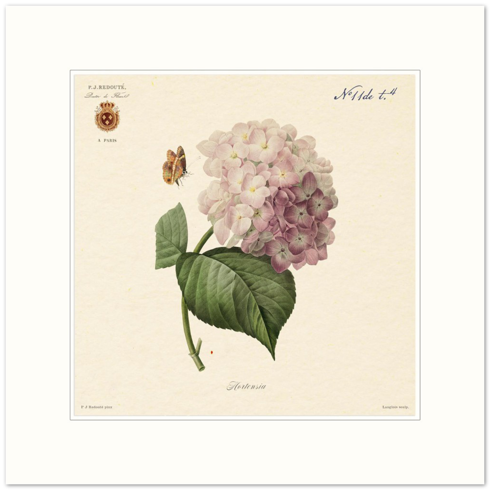 Pierre-Joseph Redouté, floral, flowers, art, wall art, flower prints, botanical, illustration, plants, roses