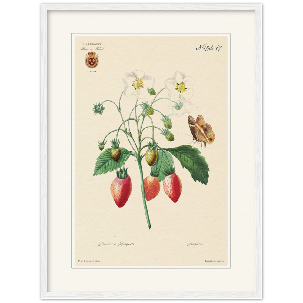 Strawberry by Redouté, 1834 (édition classique)