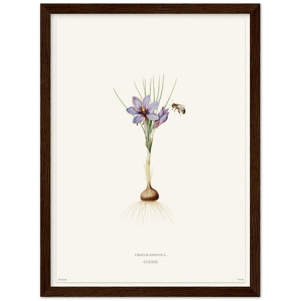 Saffron crocus by Redouté, édition blanc CLXXIII