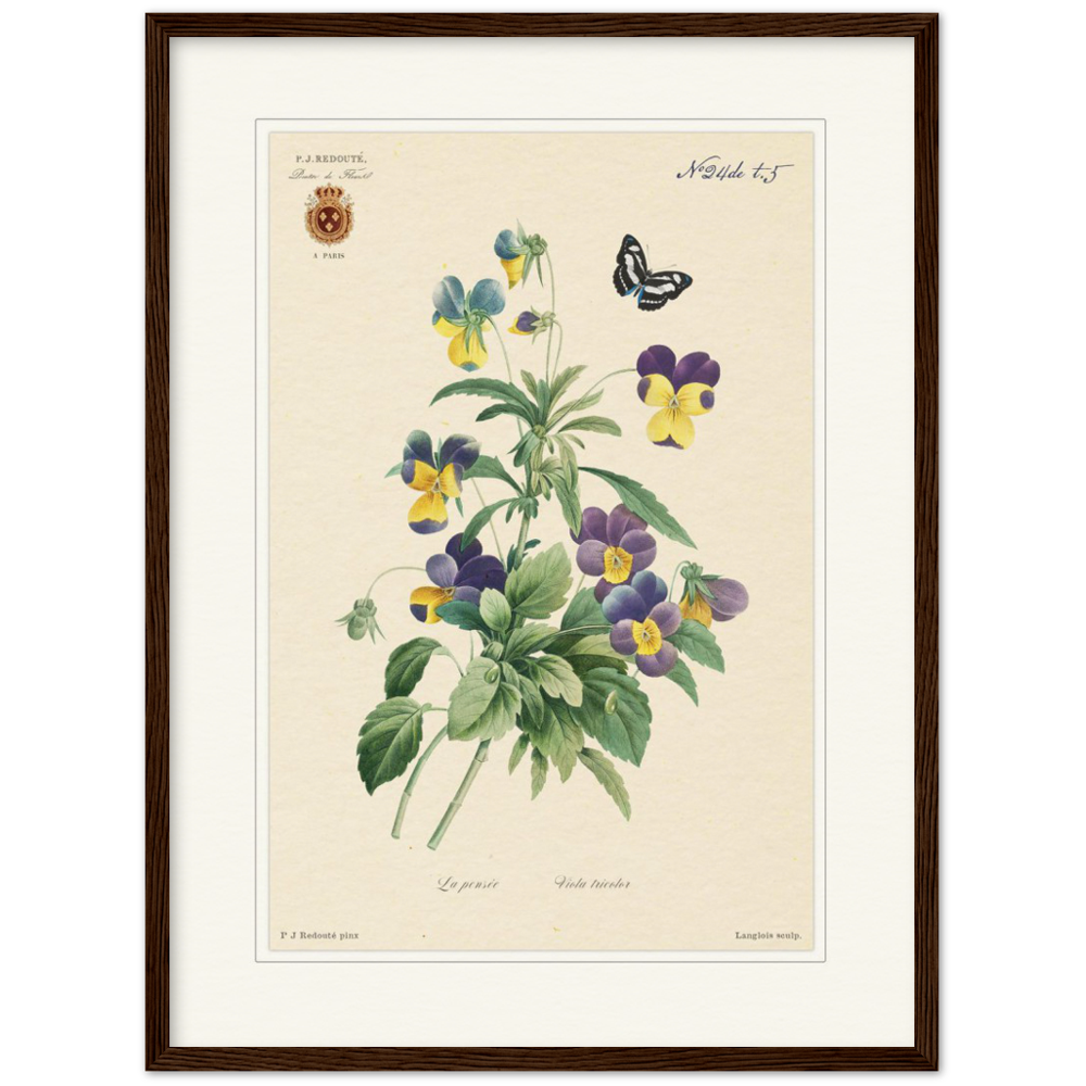 Tricolor viola by Redouté, 1834 (édition classique)