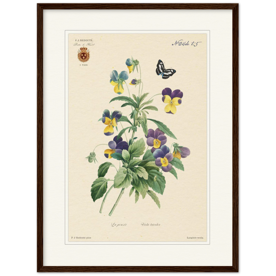 Tricolor viola by Redouté, 1834 (édition classique)