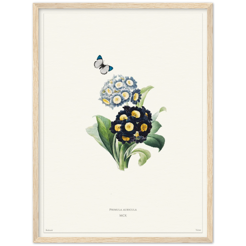 Pierre-Joseph Redouté, floral, flowers, art, wall art, flower prints, botanical, illustration, plants, roses