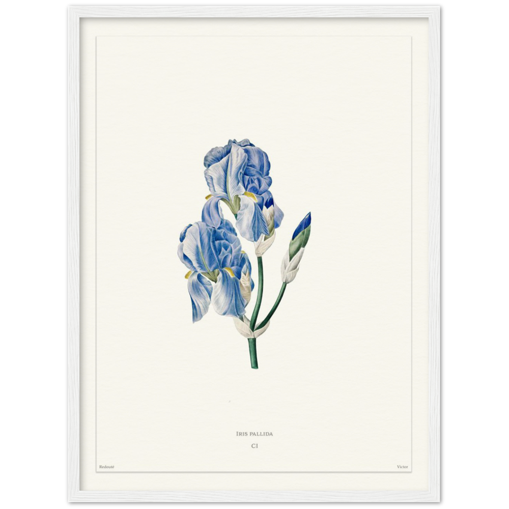 Pale iris, 1827 (édition blanc)