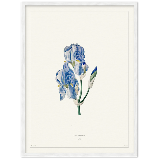 Pale iris, 1827 (édition blanc)