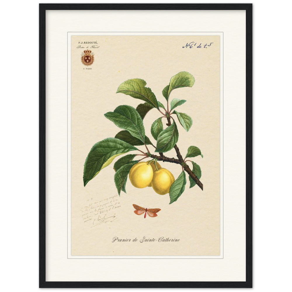 Plum of Saint Catherine, 1824 (édition classique)