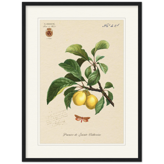 Plum of Saint Catherine, 1824 (édition classique)