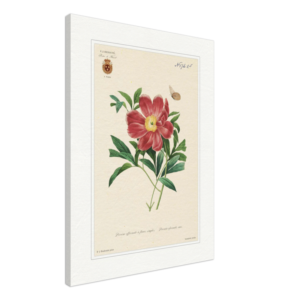 Peony by Redouté, 1827 (édition classique)