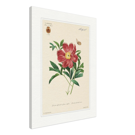 Peony by Redouté, 1827 (édition classique)